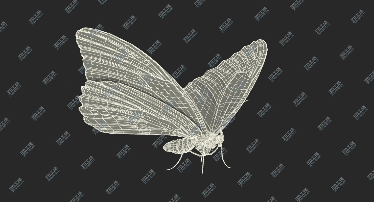 images/goods_img/2021040235/3D Morpho Peleides Butterfly Rigged with Fur/5.jpg